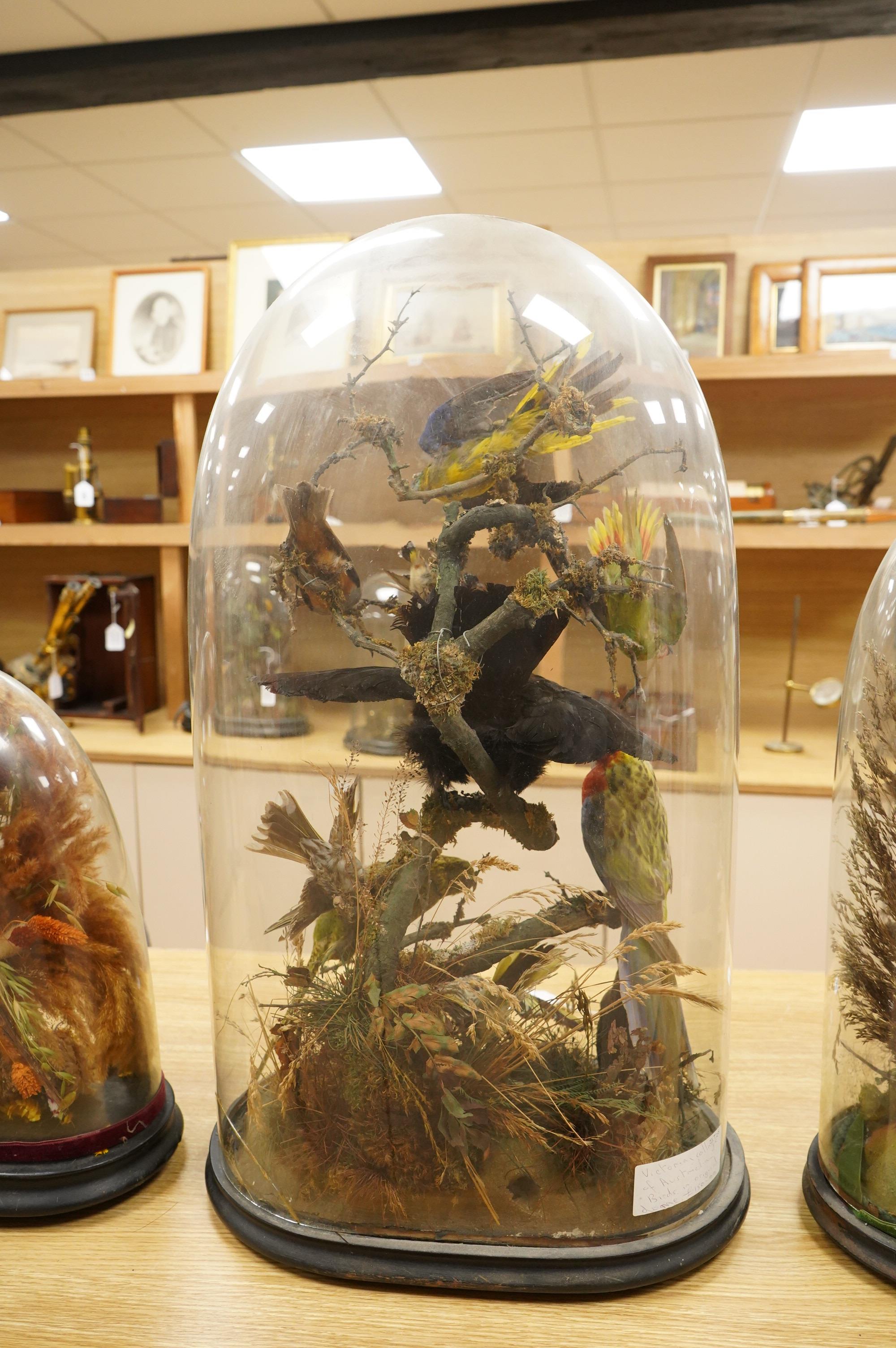 A Victorian taxidermy display of exotic birds including an Eastern Rosella, a Turquoise Parrot, a Night Parrot, etc., contained within a domed case with ebonised base, 70cm high, 40cm wide